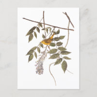 Blauer Mit Augen Gelber Audubon-Vogel auf Wisteria