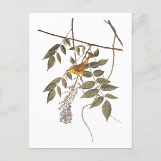 Blauer Mit Augen Gelber Audubon-Vogel auf Wisteria Postkarte