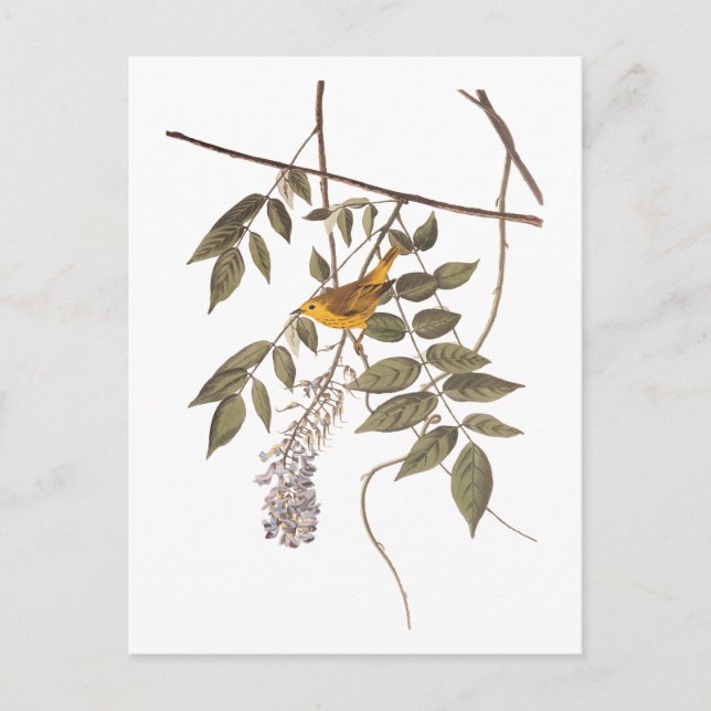 Blauer Mit Augen Gelber Audubon-Vogel auf Wisteria Postkarte (Vorderseite)