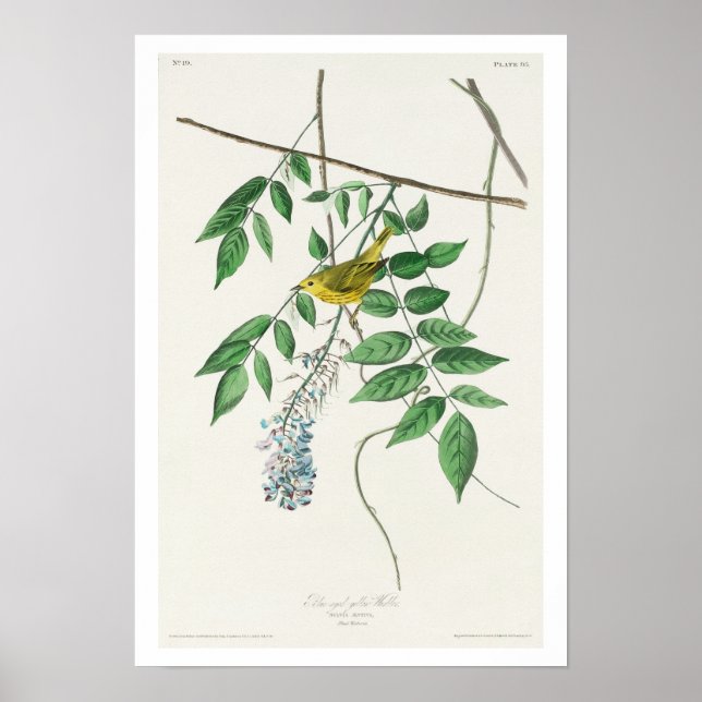 Blauer mit Augen Gelber Warbler von Audubon Poster (Vorne)