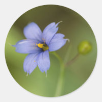 Blauer Mit Augen Gras Wildblume Bläsernährstoffkle