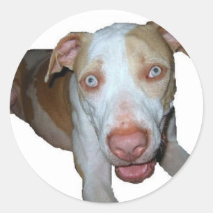 blauer mit Augen pitbull Aufkleber