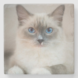 Blauer Mit Augen Ragdoll ‎ Steinuntersetzer