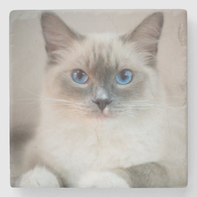 Blauer Mit Augen Ragdoll ‎ Steinuntersetzer (Vorderseite)