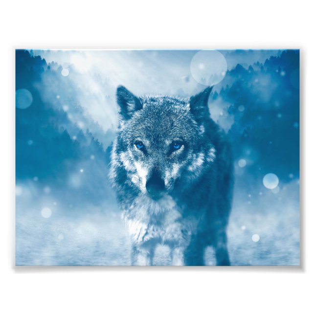 Blauer mit Augen Wolf Fotodruck (Vorne)