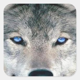 Augen Wolf Aufkleber Zazzle At