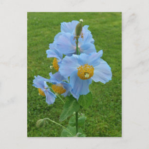 Blauer Mohn (Mekonopsis) Postkarte