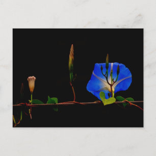 Blauer Morgenglanz Postkarte