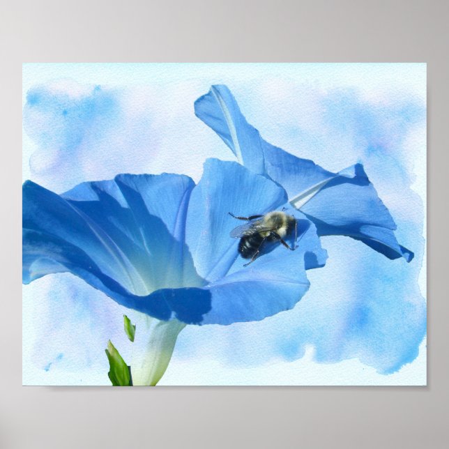 Blauer Morgenruhm und Hummeln Poster (Vorne)