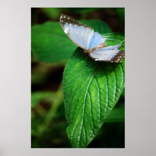 Blauer Morpho 112 Druck Poster
