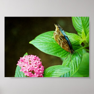 Blauer Morpho 143 Druck Poster