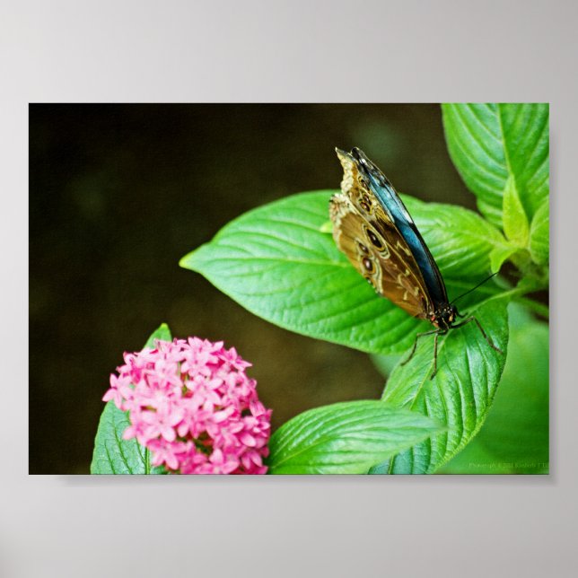 Blauer Morpho 143 Druck Poster (Vorne)