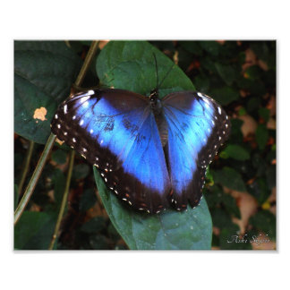 Blauer Morpho Butterfly Fotodruck