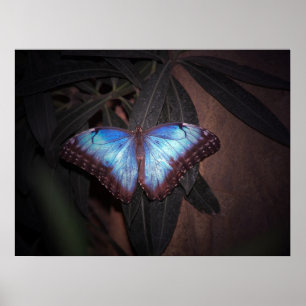 Blauer Morpho Butterfly Poster