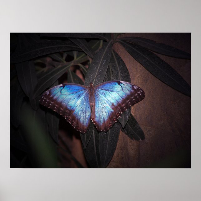 Blauer Morpho Butterfly Poster (Vorne)