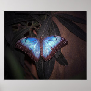 Blauer Morpho Butterfly Poster
