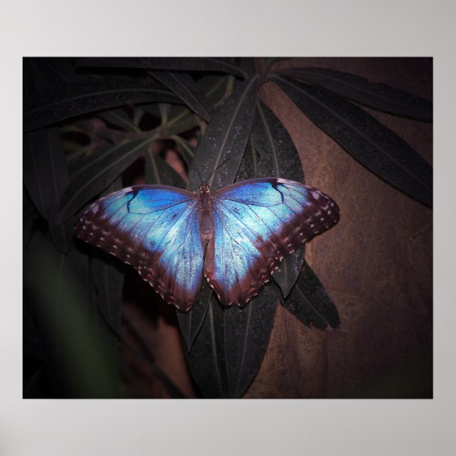 Blauer Morpho Butterfly Poster (Vorne)