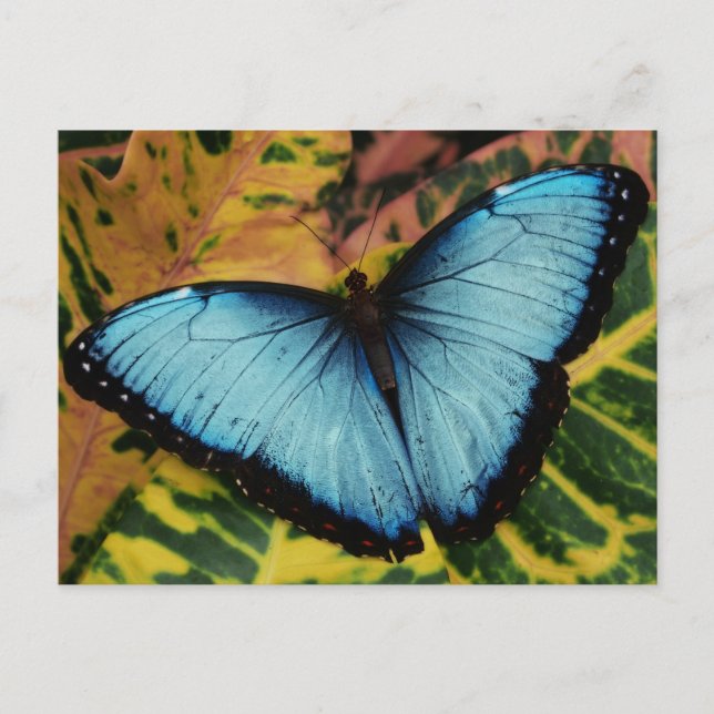 Blauer Morpho Butterfly Postkarte (Vorderseite)
