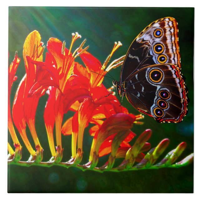 Blauer Morpho-Schmetterling auf Crocosmia Lucifer- Fliese (Vorderseite)