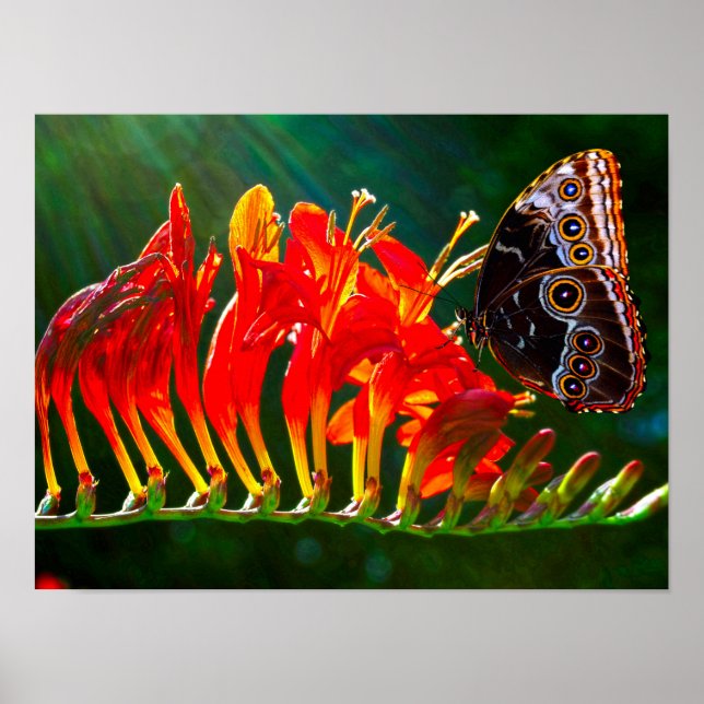 Blauer Morpho-Schmetterling auf Crocosmia Lucifer- Poster (Vorne)
