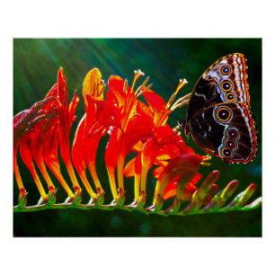 Blauer Morpho-Schmetterling auf Crocosmia Lucifer- Poster