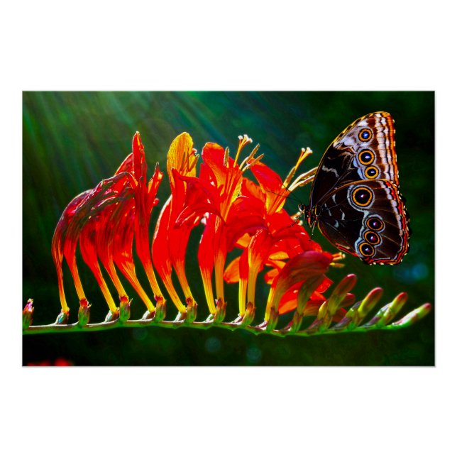 Blauer Morpho-Schmetterling auf Crocosmia Lucifer- Poster (Vorderseite)