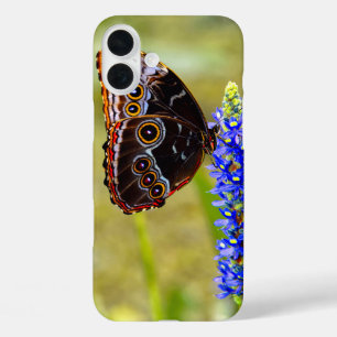 Blauer Morpho-Schmetterling auf einer Sumpforchide iPhone 16 Plus Hülle