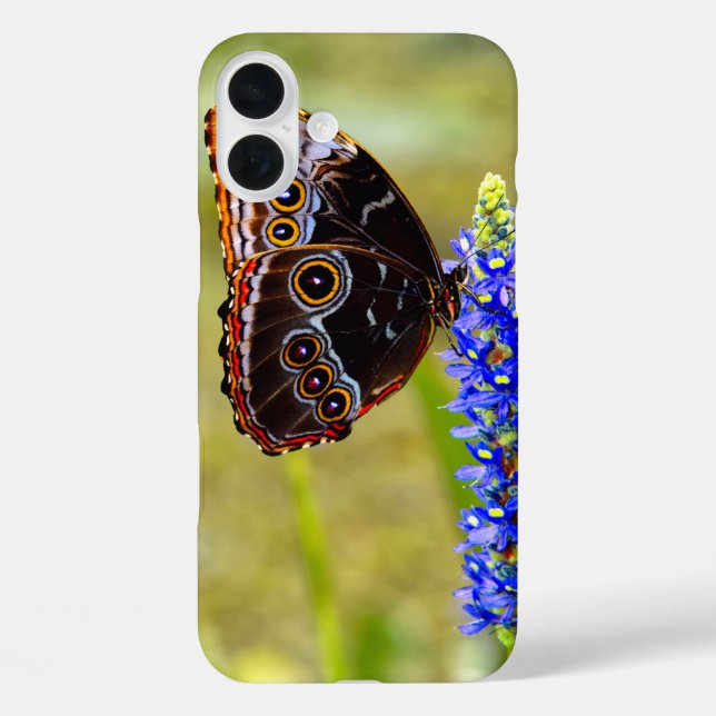 Blauer Morpho-Schmetterling auf einer Sumpforchide Case-Mate iPhone Hülle (Rückseite)