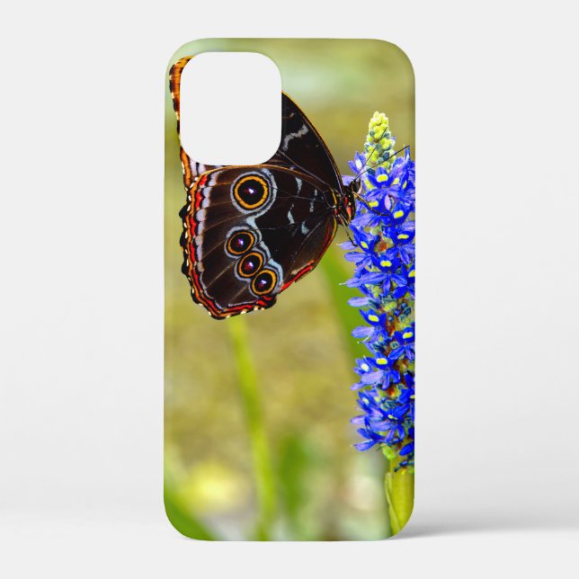 Blauer Morpho-Schmetterling auf einer Sumpforchide Case-Mate iPhone Hülle (Rückseite)