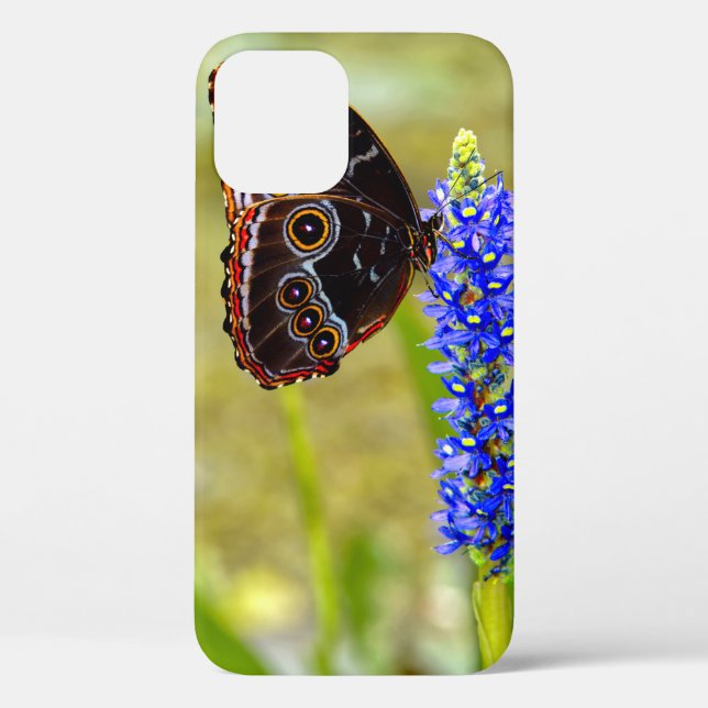 Blauer Morpho-Schmetterling auf einer Sumpforchide Case-Mate iPhone Hülle (Rückseite)