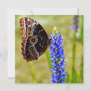 Blauer Morpho-Schmetterling auf einer Sumpforchide Feiertagskarte