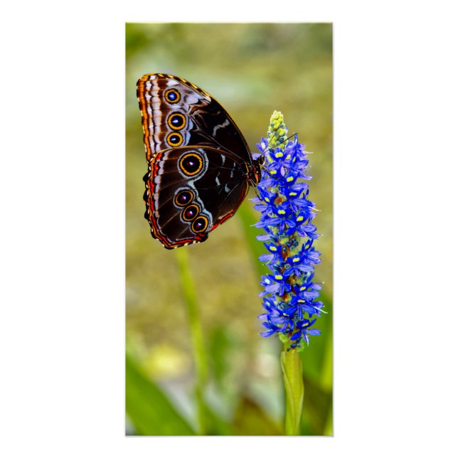 Blauer Morpho-Schmetterling auf einer Sumpforchide Poster (Vorderseite)