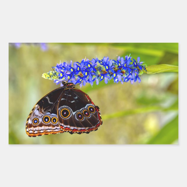 Blauer Morpho-Schmetterling auf einer Sumpforchide Rechteckiger Aufkleber (Vorderseite)