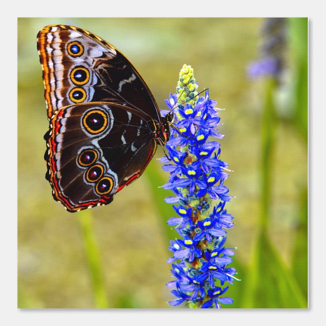 Blauer Morpho-Schmetterling auf einer Sumpforchide Tapete (Vorderseite)