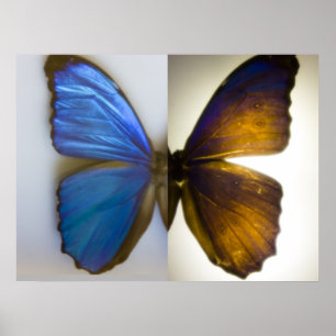 Blauer Morpho Schmetterling beide Seiten Poster