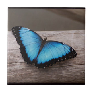 Blauer Morpho Schmetterling Fliese