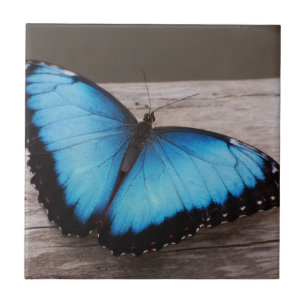 Blauer Morpho Schmetterling Fliese