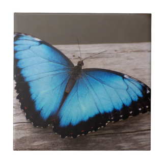 Blauer Morpho Schmetterling Fliese
