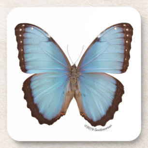 Blauer Morpho Schmetterling Getränkeuntersetzer