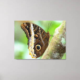 Blauer Morpho Schmetterling in Costa Rica Leinwanddruck