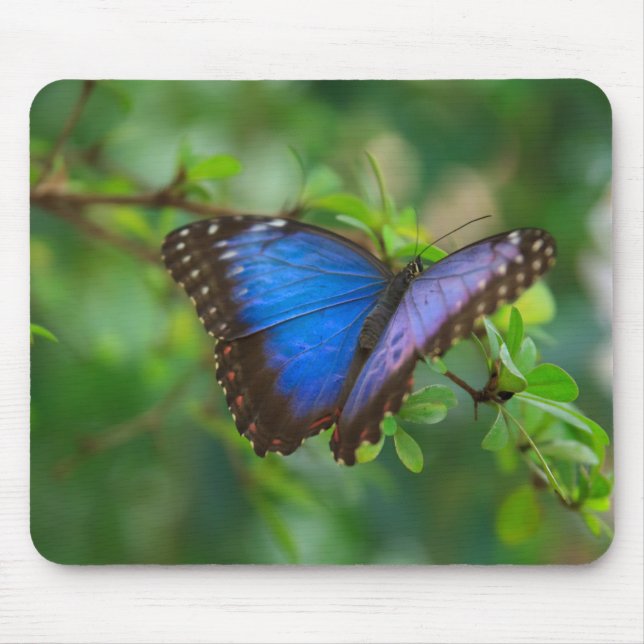 Blauer Morpho Schmetterling Mousepad (Vorne)