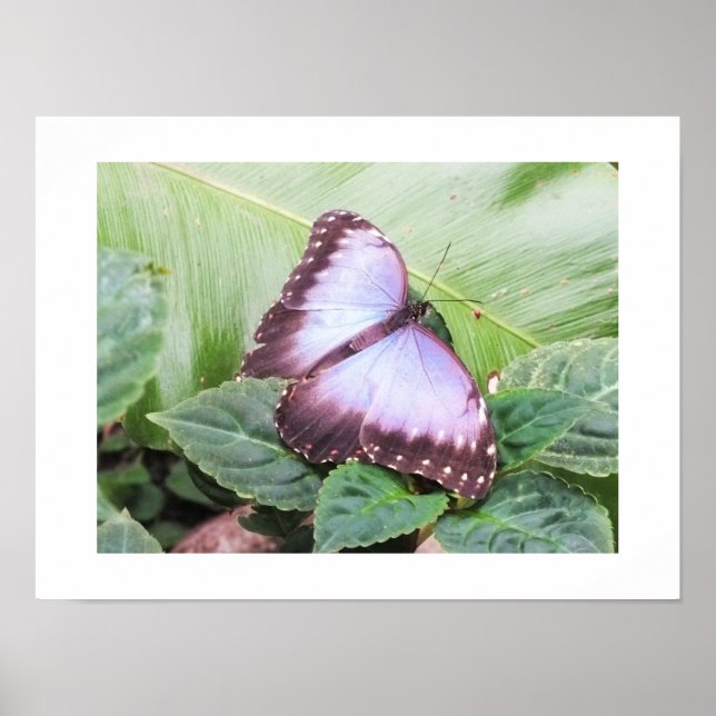Blauer Morpho-Schmetterling Poster (Vorne)