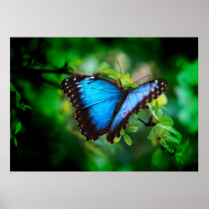 Blauer Morpho Schmetterling Poster