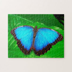 Blauer Morphofalter Schmetterling. Puzzle