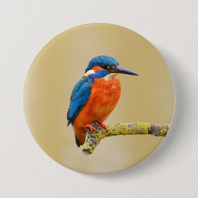 Blauer orange Eisvogel-Vogel Button (Vorderseite)