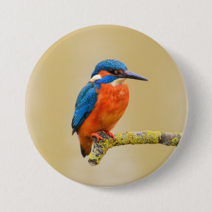 Blauer orange Eisvogel-Vogel Button