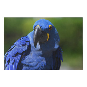 Blauer Papagei-Leinwand Künstlicher Leinwanddruck