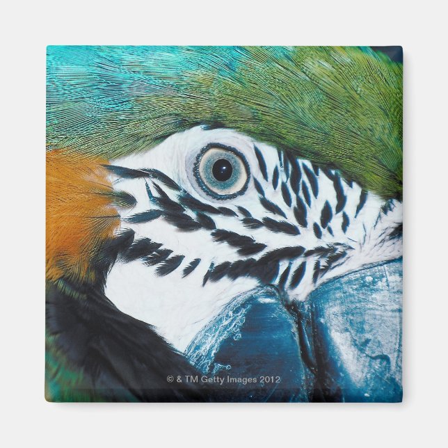Blauer Papagei Magnet (Vorne)