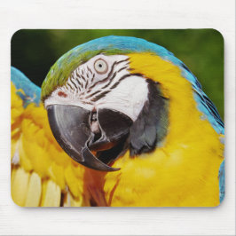 Blauer Papagei Mousepad