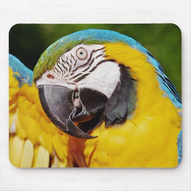Blauer Papagei Mousepad (Vorne)